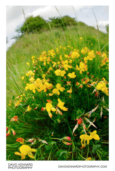 Bird's-foot Trefoil (Lotus corniculatus) flowers