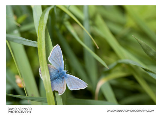 Common Blue butterfly - Polyommatus icarus (Male)