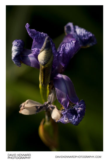 Iris sibirica 'Tropic night' flower