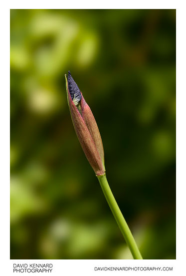 Iris sibirica 'Tropic night' flower bud