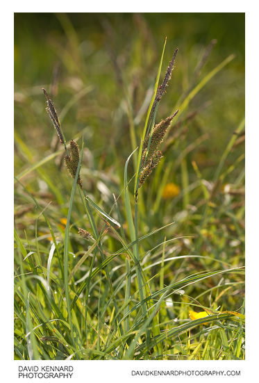 Glaucous sedge (Carex flacca)