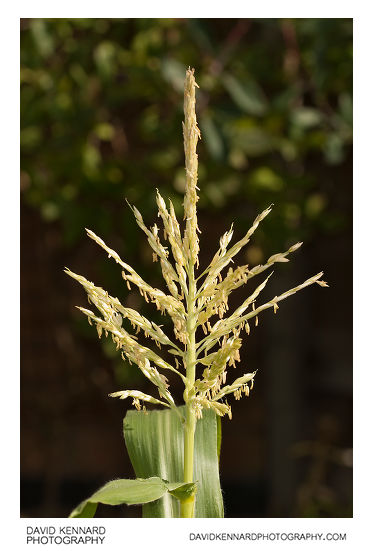 Maize Male flowers
