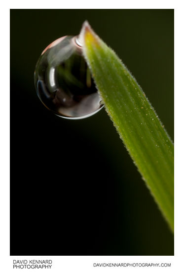 Dew drop on grass