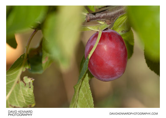 Victoria Plum (Prunus Domestica Victoria)
