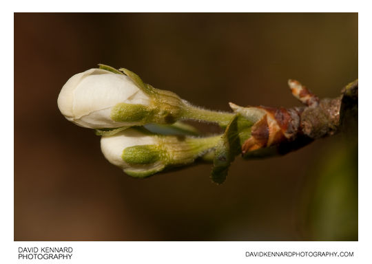 Victoria Plum (Prunus Domestica Victoria) blossom buds