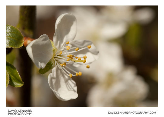 Victoria Plum (Prunus Domestica Victoria) Blossom