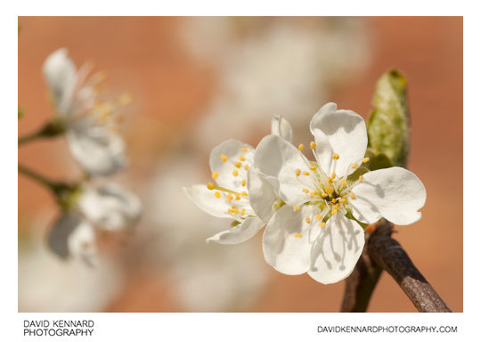 Victoria Plum (Prunus Domestica Victoria) Blossom