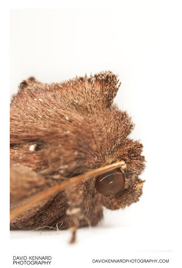 Bright-line Brown-eye (Lacanobia oleracea) Moth