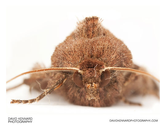 Bright-line Brown-eye (Lacanobia oleracea) Moth