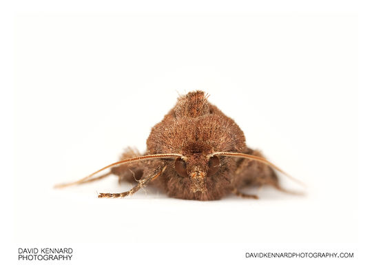 Bright-line Brown-eye (Lacanobia oleracea) Moth