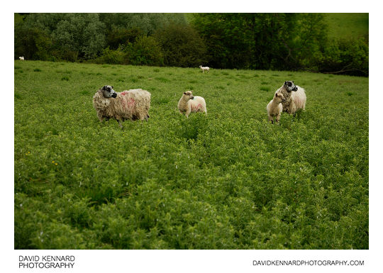Sheep in field of thistles