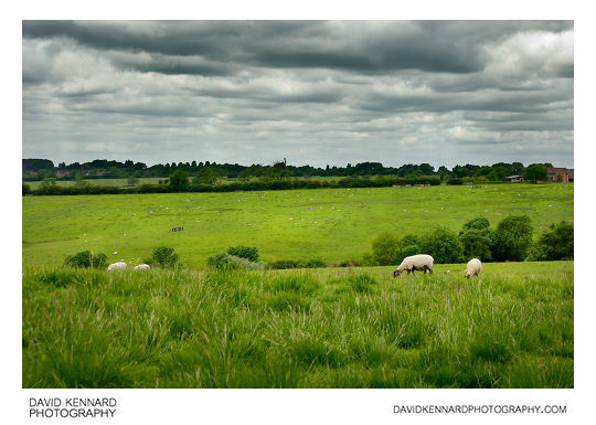 Sheep in field