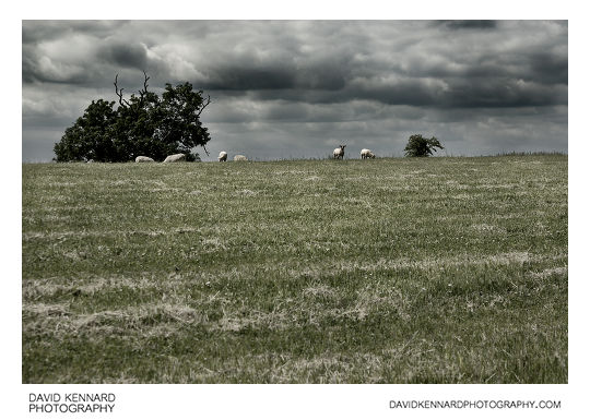 Sheep in field of mown grass
