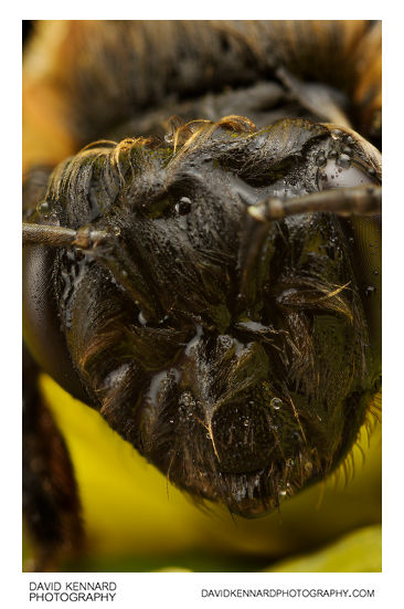 Wet Andrena nigroaenea Bee