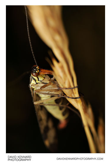 Common scorpionfly (Panorpa communis) female