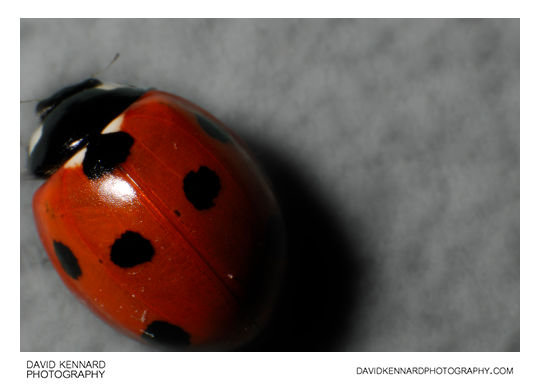 Seven-spotted ladybird Coccinella septempunctata