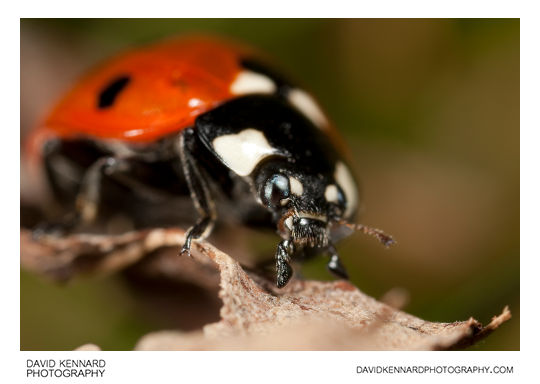 Seven-spotted ladybird Coccinella septempunctata