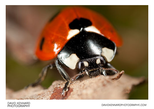Seven-spotted ladybird Coccinella septempunctata