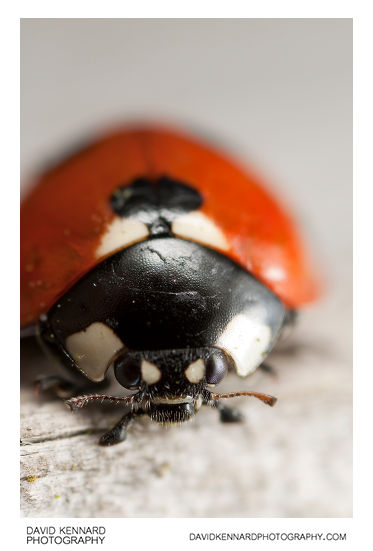 Seven spot ladybird Coccinella septempunctata