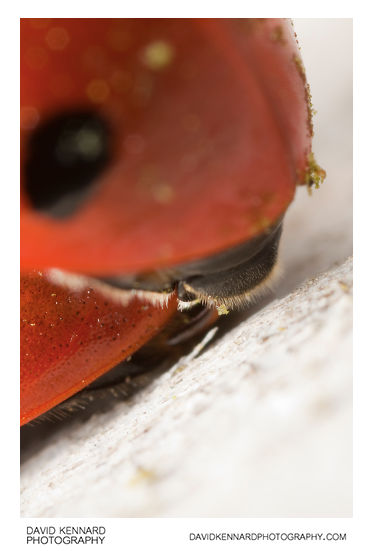 Seven spot ladybird (Coccinella septempunctata) mating