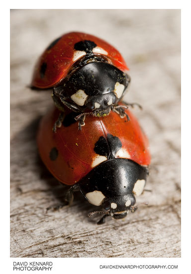 Seven spot ladybird (Coccinella septempunctata) mating