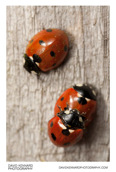 Seven spot ladybird Coccinella septempunctata