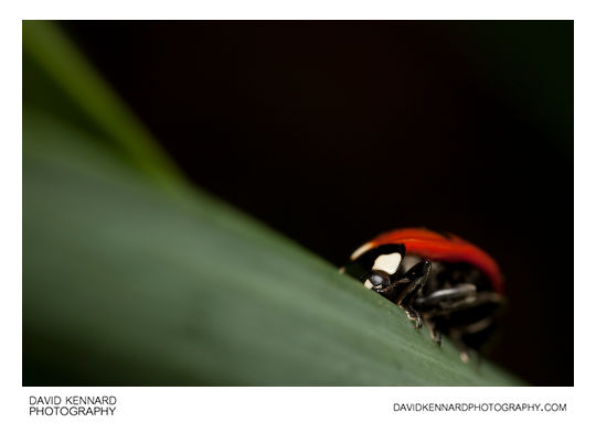 Seven spot ladybird Coccinella septempunctata