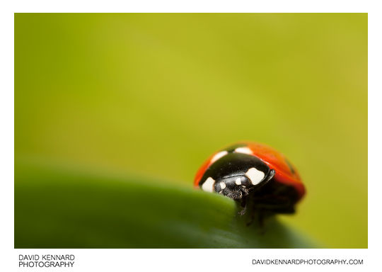 Seven spot ladybird Coccinella septempunctata