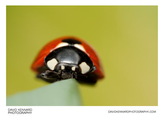 Seven spot ladybird Coccinella septempunctata