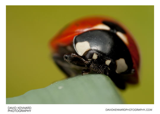 Seven spot ladybird Coccinella septempunctata