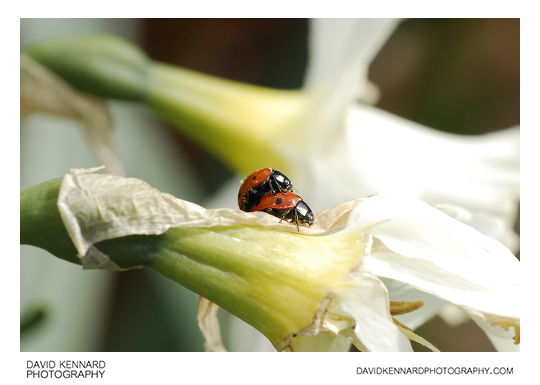 Seven-spotted ladybird Coccinella septempunctata