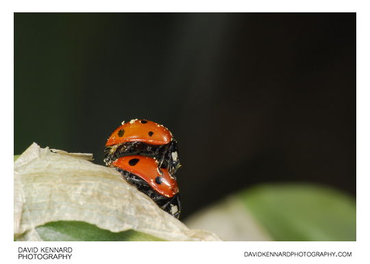 Seven-spotted ladybird Coccinella septempunctata