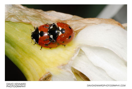 Seven-spotted ladybird Coccinella septempunctata