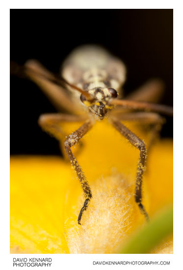 Leptopterna dolabrata (Meadow plant bug) nymph