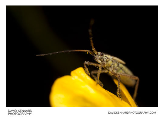 Leptopterna dolabrata (Meadow plant bug) nymph