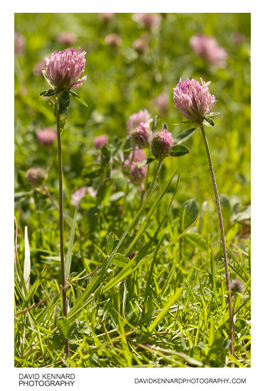 Red Clover (Trifolium pratense)