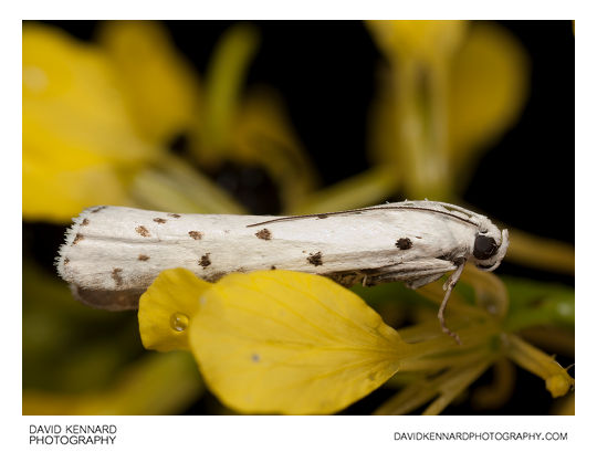 Ermine moth - Yponomeuta sp.