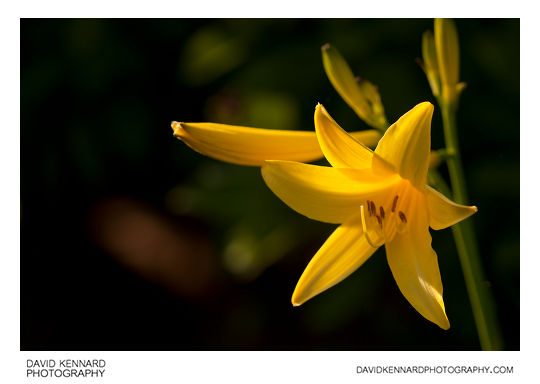 Yellow Day-lily flowers