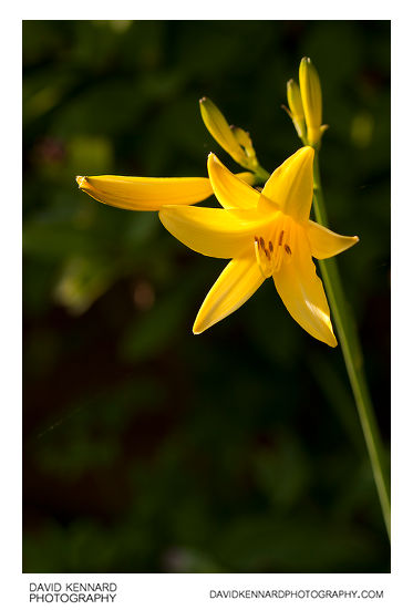 Yellow Day-lily flowers