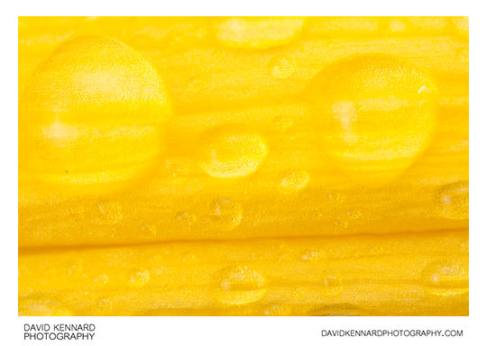Dew drops on Yellow Day-lily flower bud