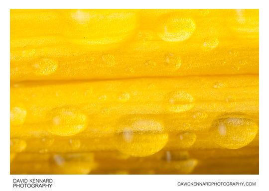 Dew drops on Yellow Day-lily flower bud