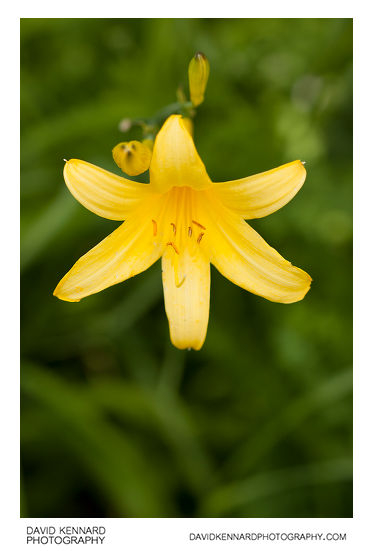 Yellow Day-lily flower