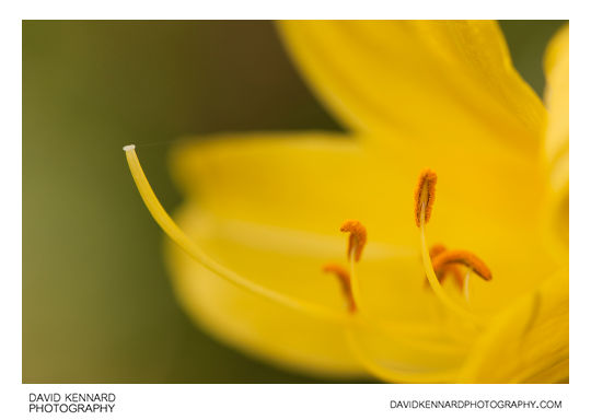 Yellow Day-lily flower