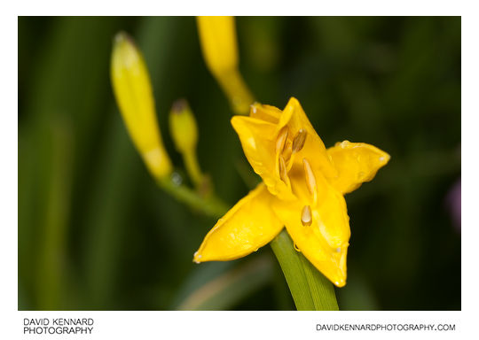 Yellow Day-lily flower