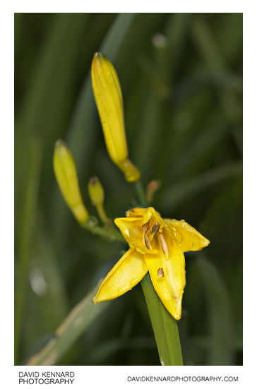 Yellow Day-lily flower and buds