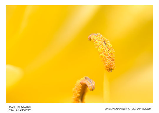 Stamens of a Yellow Day-lily flower