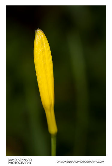 Yellow Day-lily flower bud