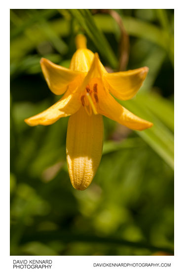 Yellow Day-lily flower