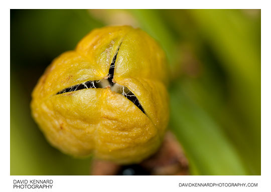 Yellow Day-lily seed pod