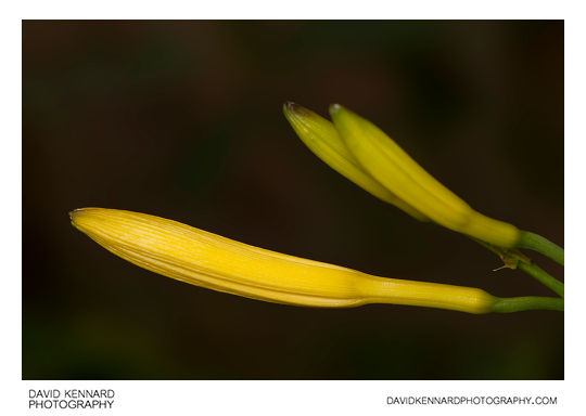 Yellow Day-lily flower buds